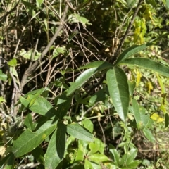 Passiflora caerulea (Blue Passionflower) at Cullendulla Creek Nature Reserve - 13 Jan 2023 by natureguy