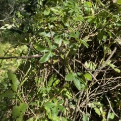 Passiflora caerulea at Long Beach, NSW - 13 Jan 2023