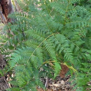 Pteridium esculentum at Birdwood, SA - 17 Apr 2023 03:24 PM