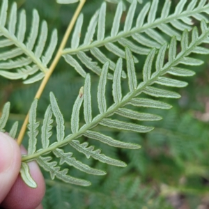 Pteridium esculentum at Birdwood, SA - 17 Apr 2023