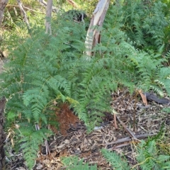 Pteridium esculentum at Birdwood, SA - 17 Apr 2023