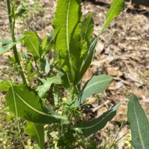 Lactuca serriola at Long Beach, NSW - 13 Jan 2023