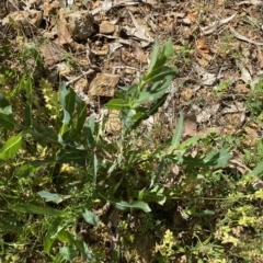 Lactuca serriola at Long Beach, NSW - 13 Jan 2023