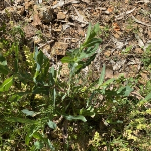 Lactuca serriola at Long Beach, NSW - 13 Jan 2023