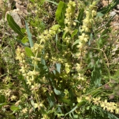 Salvia verbenaca var. verbenaca (Wild Sage) at Long Beach, NSW - 13 Jan 2023 by natureguy