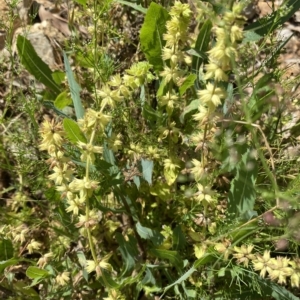 Salvia verbenaca var. verbenaca at Long Beach, NSW - 13 Jan 2023