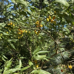 Solanum aviculare at Long Beach, NSW - 13 Jan 2023