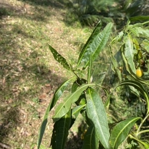 Solanum aviculare at Long Beach, NSW - 13 Jan 2023