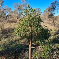 Brachychiton populneus subsp. populneus (Kurrajong) at Jerrabomberra, ACT - 17 Apr 2023 by Mike