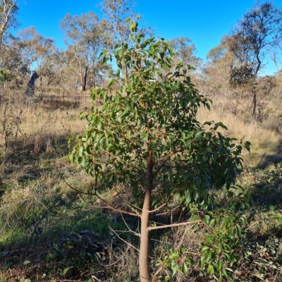 Brachychiton populneus subsp. populneus (Kurrajong) at Jerrabomberra, ACT - 17 Apr 2023 by Mike