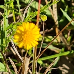 Calotis lappulacea (Yellow Burr Daisy) at Jerrabomberra, ACT - 17 Apr 2023 by Mike