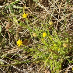 Calotis lappulacea at Jerrabomberra, ACT - 17 Apr 2023