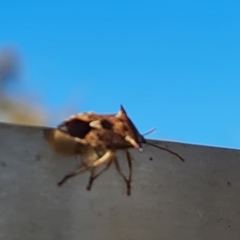 Oechalia schellenbergii (Spined Predatory Shield Bug) at Callum Brae - 17 Apr 2023 by Mike