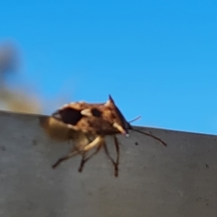 Oechalia schellenbergii (Spined Predatory Shield Bug) at Jerrabomberra, ACT - 17 Apr 2023 by Mike