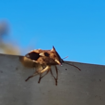 Oechalia schellenbergii (Spined Predatory Shield Bug) at Callum Brae - 17 Apr 2023 by Mike