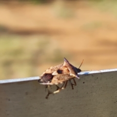 Oechalia schellenbergii at Jerrabomberra, ACT - 17 Apr 2023