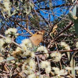 Heteronympha merope at Jerrabomberra, ACT - 17 Apr 2023