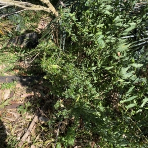 Bursaria spinosa at Long Beach, NSW - 13 Jan 2023