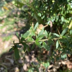 Bursaria spinosa at Long Beach, NSW - 13 Jan 2023