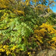 Juglans nigra (Black Walnut) at Isaacs Ridge and Nearby - 17 Apr 2023 by Mike