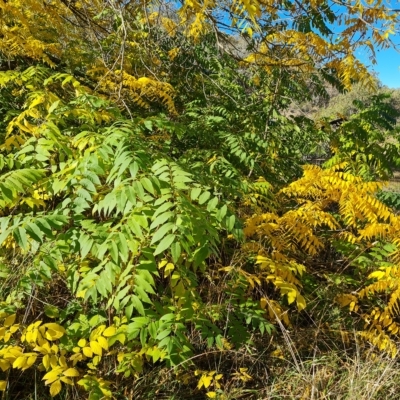 Juglans nigra (Black Walnut) at Jerrabomberra, ACT - 17 Apr 2023 by Mike