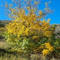 Juglans nigra at Jerrabomberra, ACT - 17 Apr 2023