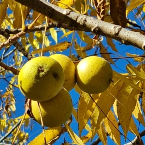 Juglans nigra at Jerrabomberra, ACT - 17 Apr 2023