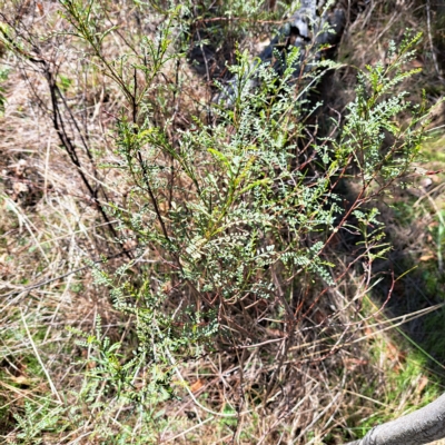 Indigofera adesmiifolia (Tick Indigo) at Watson, ACT - 17 Apr 2023 by abread111