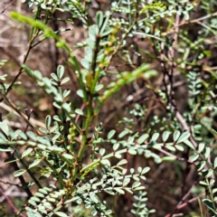 Indigofera adesmiifolia at Watson, ACT - 17 Apr 2023