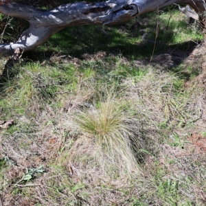 Nassella trichotoma at Watson, ACT - 17 Apr 2023 11:55 AM