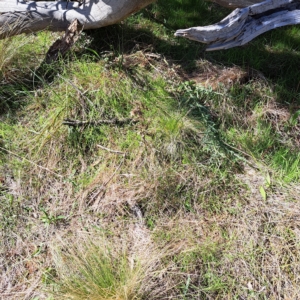 Nassella trichotoma at Watson, ACT - 17 Apr 2023