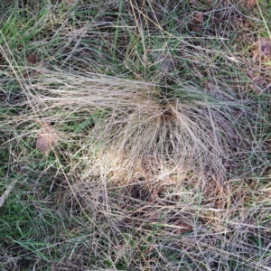 Nassella trichotoma at Watson, ACT - 17 Apr 2023