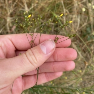 Linum trigynum at Casey, ACT - 18 Jan 2023