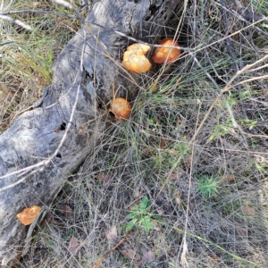 Gymnopilus junonius at Watson, ACT - 17 Apr 2023