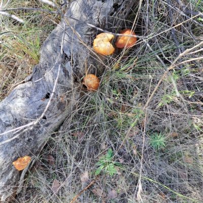 Gymnopilus junonius (Spectacular Rustgill) at Mount Majura - 17 Apr 2023 by abread111