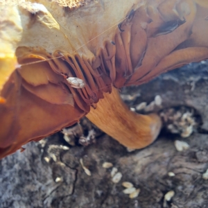 Gymnopilus junonius at Watson, ACT - 17 Apr 2023