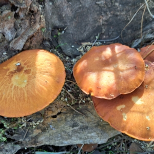 Gymnopilus junonius at Watson, ACT - 17 Apr 2023