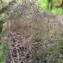 Galium aparine (Goosegrass, Cleavers) at Mount Majura - 17 Apr 2023 by abread111