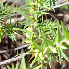 Melichrus urceolatus (Urn Heath) at Mount Majura - 17 Apr 2023 by abread111