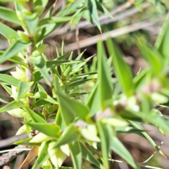 Melichrus urceolatus at Watson, ACT - 17 Apr 2023