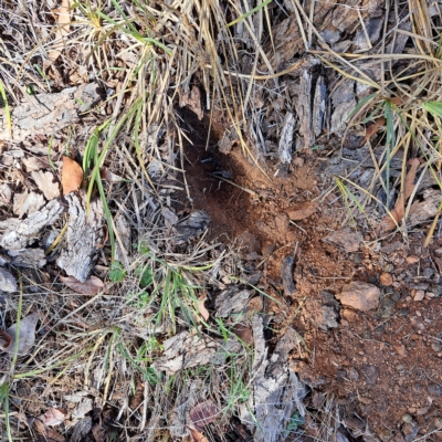 Oryctolagus cuniculus (European Rabbit) at Mount Majura - 17 Apr 2023 by abread111