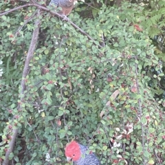 Callocephalon fimbriatum (Gang-gang Cockatoo) at Hughes Grassy Woodland - 17 Apr 2023 by KL