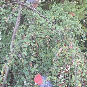 Callocephalon fimbriatum at Hughes, ACT - suppressed