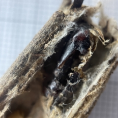 Clania ignobilis (Faggot Case Moth) at Ainslie, ACT - 16 Apr 2023 by Hejor1
