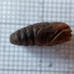 Apocrita (suborder) at Ainslie, ACT - 18 Mar 2023 06:04 PM