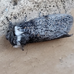 Oenosandra boisduvalii (Boisduval's Autumn Moth) at Birdwood, SA - 17 Apr 2023 by trevorpreston