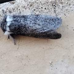 Oenosandra boisduvalii at Birdwood, SA - 17 Apr 2023 05:40 PM