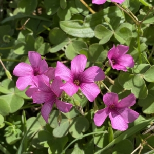 Oxalis articulata at Numeralla, NSW - 8 Apr 2023