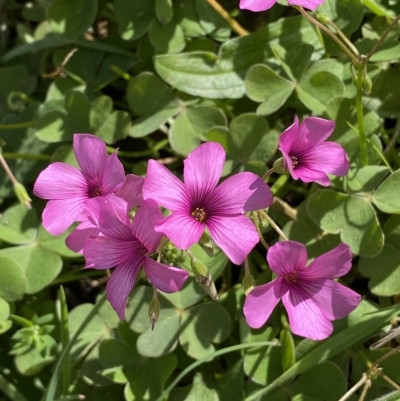 Oxalis articulata (Shamrock) at Numeralla, NSW - 8 Apr 2023 by SteveBorkowskis