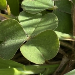 Oxalis articulata at Numeralla, NSW - 8 Apr 2023